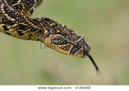 Puffadder Snake