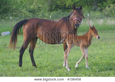 Mare & Tay