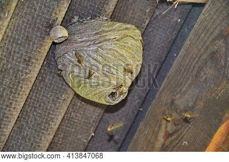 Empty Wasp's Nest Stuck To The Wooden Door Of The Shed, Close Up