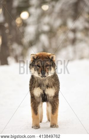 Profile Portrait Of An Shikoku Puppy Standing In Winter. Shikoku Ken Puppy. Kochi-ken Dog