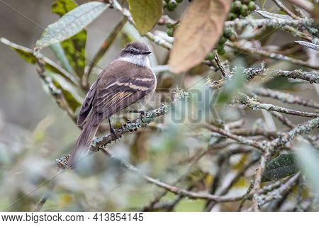 White-banded Tyrannulet (mecocerculus Leucophrys) Hidden Among The Branches Of The Forest