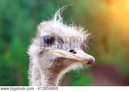 Close-up On The Head Of A Large Wild Ostrich Bird With Large Eyes, A Sharp Beak And Looks Like A Ter