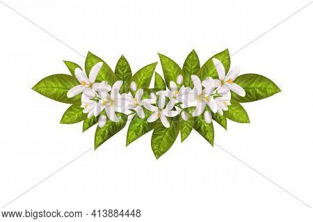 Realistic Orange Flowering Branch, Leaves, Neroli Flowers And Bud. Perfumery And Medical Plant.