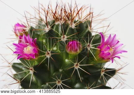 Blooming Mamillaria Cactus Isolated On White Background