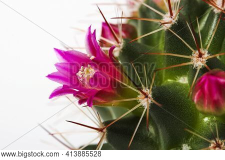 Blooming Mamillaria Cactus Flower Close Up Isolated On White