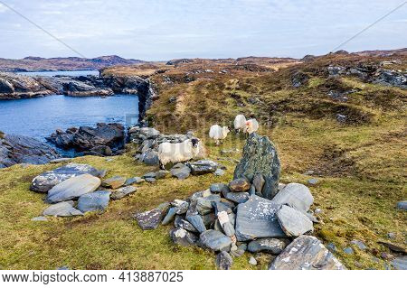 Sheep At The Coastline At Dawros In County Donegal - Ireland