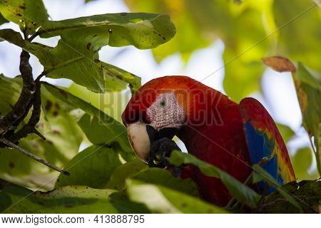 Portrait Of A Beautiful Big Red Parrot During Its Meal In A Natural Tropical Habitat, Osa, Costa Ric