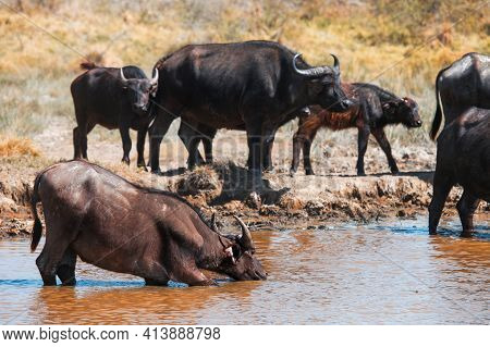 Herd Of The African Buffaloes (syncerus Caffer) Or Cape Buffaloes Drinking The Water In A Dirty Lake