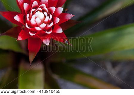Red And White Bromeliad Flower With A Convergent Lady Beetle