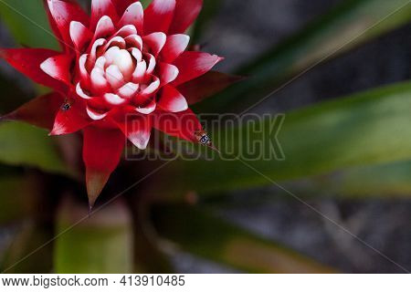 Red And White Bromeliad Flower With A Convergent Lady Beetle