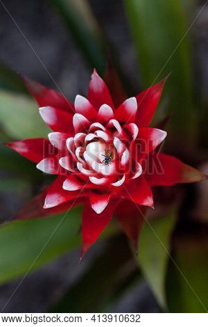 Red And White Bromeliad Flower With A Convergent Lady Beetle Also Called The Ladybug Hippodamia Conv