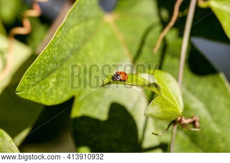 Spotted Convergent Lady Beetle Also Called The Ladybug Hippodamia Convergens