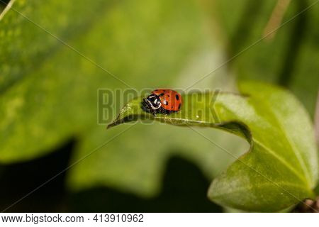 Spotted Convergent Lady Beetle Also Called The Ladybug Hippodamia Convergens