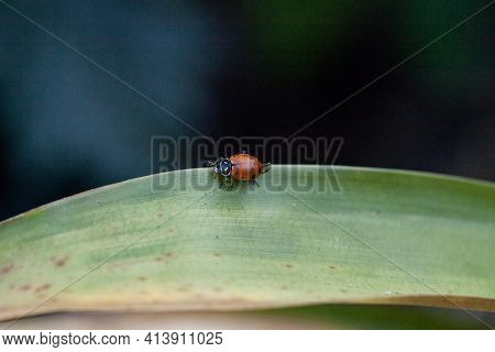Spotted Convergent Lady Beetle Also Called The Ladybug Hippodamia Convergens