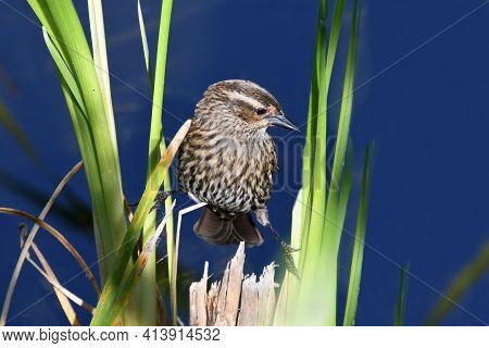 A Female Red Winged Blackbird Pearched On Reeds By A Blue Lake  In Florida