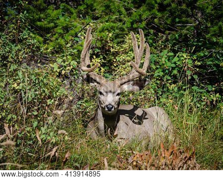 Trophy Mule Deer Buck, 8 Point In Velvet. Wild Majestic Deer In Natural Outdoor Setting. Large 8 Poi