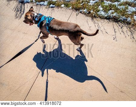 pit bull terrier dog in no pull harness walking or runing on a bike trail - top view with a strong shadow
