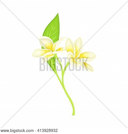 Plumeria Or Frangipani Flower With White Oval Petals And Lanceolate Leaf Growing On Green Stem Vecto
