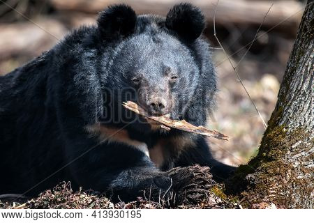 Asiatic Black Bear (ursus Thibetanus) In Spring Forest
