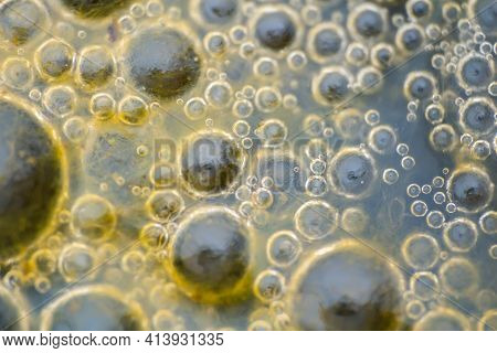 Macro Shot Of Algae In Water With Droplet. Science, Biology Background Concept, Blue Colored