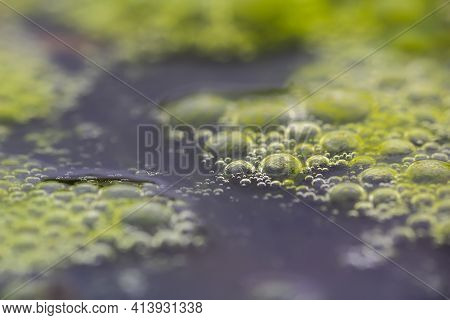 Macro Shot Of Algae In Water With Droplet From Surface Level. Science, Biology Background Concept