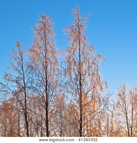 Alberi d'oro d'inverno