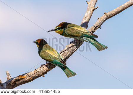 European Bee Eater, Merops Apiaster. Common Bee-eater Bird On Branch.