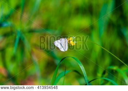 White Butterfly Or Pieris Brassicae In Wild Nature