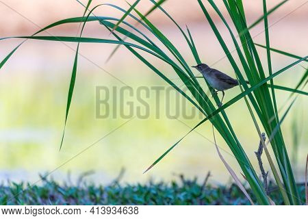 Reed Warbler, Acrocephalus Scirpaceus, Single Bird On Branch.