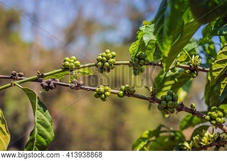 Coffee Tree Blossom With White Color Flower Close Up View