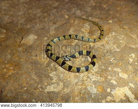 Dorsal Of Common Kukri Snake, Oligodon Arnensis, Satara, Maharashtra, India