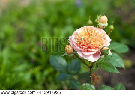 Nostalgic Hybrid Tea Rose Chippendale. Beautiful Bush Of Yellow Pink Roses In A Summer Garden. Rose 