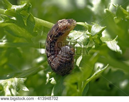 Brown Variety Caterpillar Of Large Yellow Underwing Moth