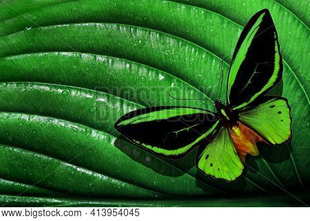 Colorful Tropical Background. Bright Tropical Butterfly On A Green Leaf