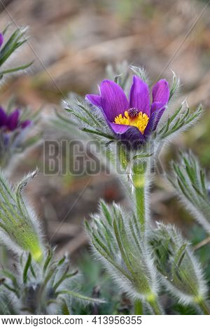 Close Up Early Bloomer Purple Pulsatilla Flower Head (windflower, Mayflower, Pasqueflower) In Green 