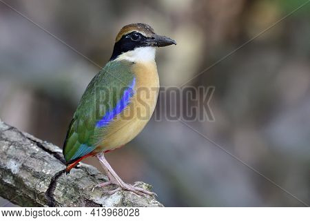 Most Lovely Chubby Colorful Bird With Dark Blue Belly Brown Wing White Stripe Red Marks And Fire Hea