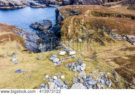 Sheep At The Coastline At Dawros In County Donegal - Ireland