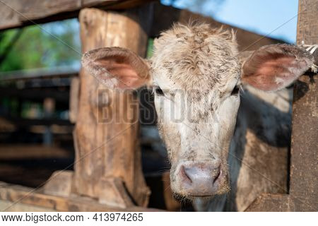 Beef Cow, Wagyu - Japanese Shorthorn, Portrait Of A Wagyu Cow Of Japanese Origin In Farm Thailand
