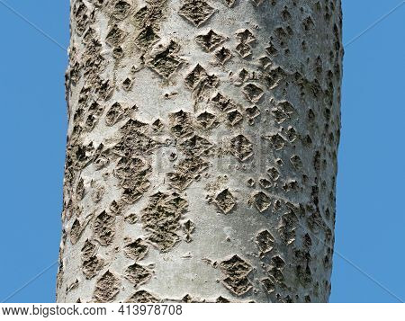 Trunk Of White Poplar Tree Showing Lenticels On The Bark.