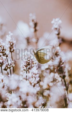 Beautiful Pieris Rapae In The Wild Czech Nature Sits On A Plant And Rests After A Demanding Flight. 