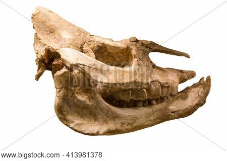 The Skull Of The Giant Hornless Running Rhinoceros Aceratherium (lat. Aceratherium Aralense) Is Isol