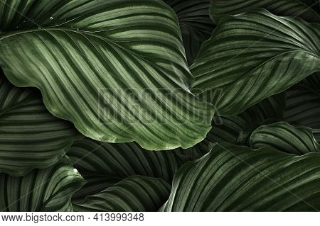 Calathea Orbifolia Green Natural Leaves Background High Quality