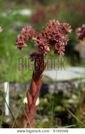 Houseleek