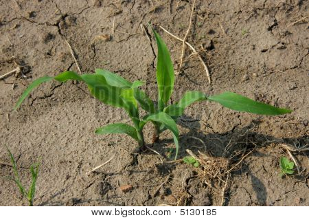 Young Corn Plant