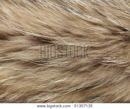 abstract raccon fur background