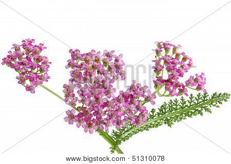 Yarrow Wildflower