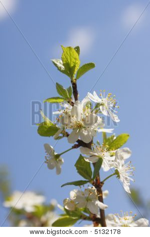 Apple Blossom