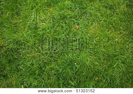Green Grass