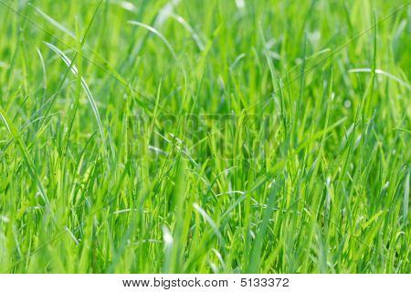 Gras