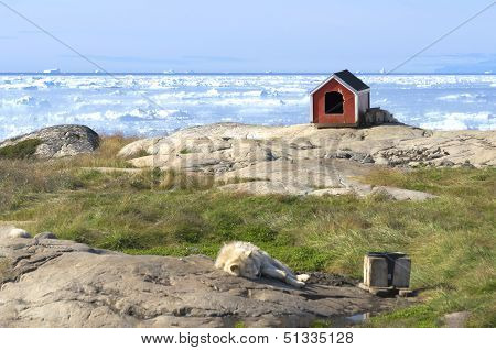 Sled Dog Resting In Front Of Disko Bay in Greenland